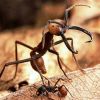Тринадцать муравейников. Часть 2. Страна муравьев. Глава 24. Бродячие муравьи