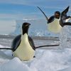 Брачные игры пингвинов