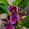 Мангровая орхидея